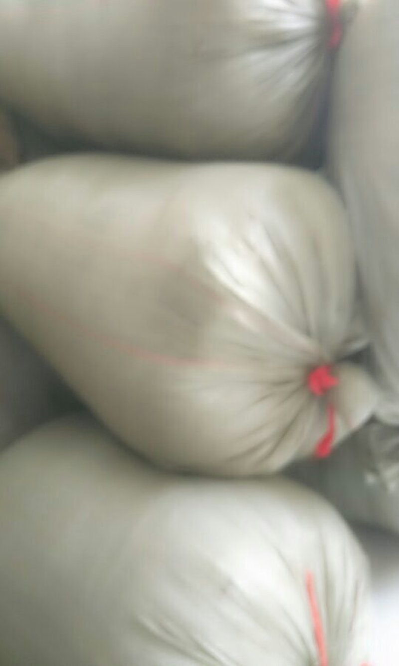 速生楸树种子，开始预订中。