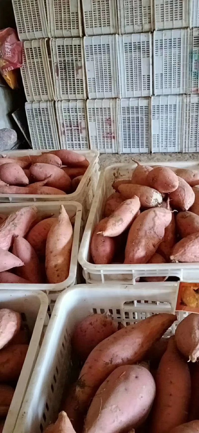 河北烟薯25香甜软糯产地发货量大优惠规格齐全欢迎咨询