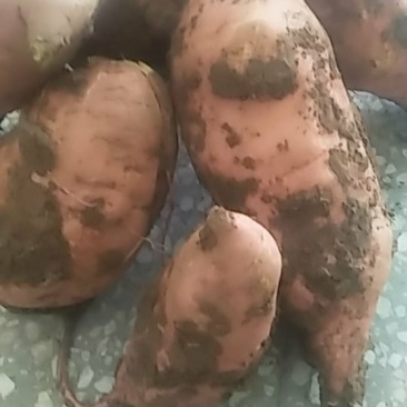 甜如蜜红蓍