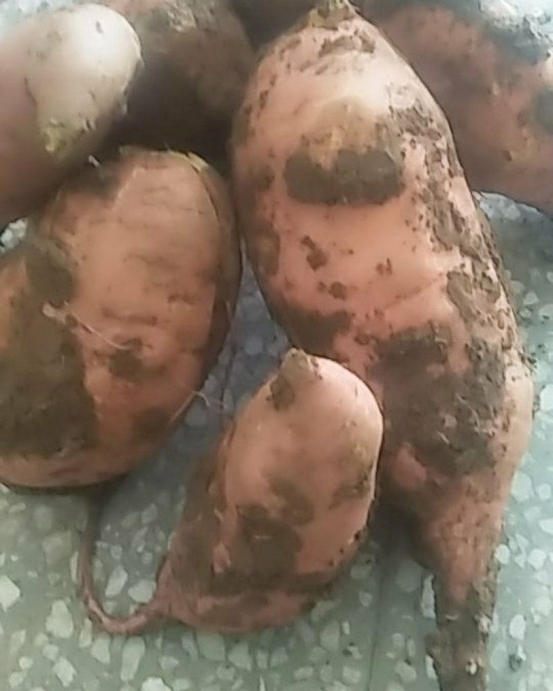 甜如蜜红蓍