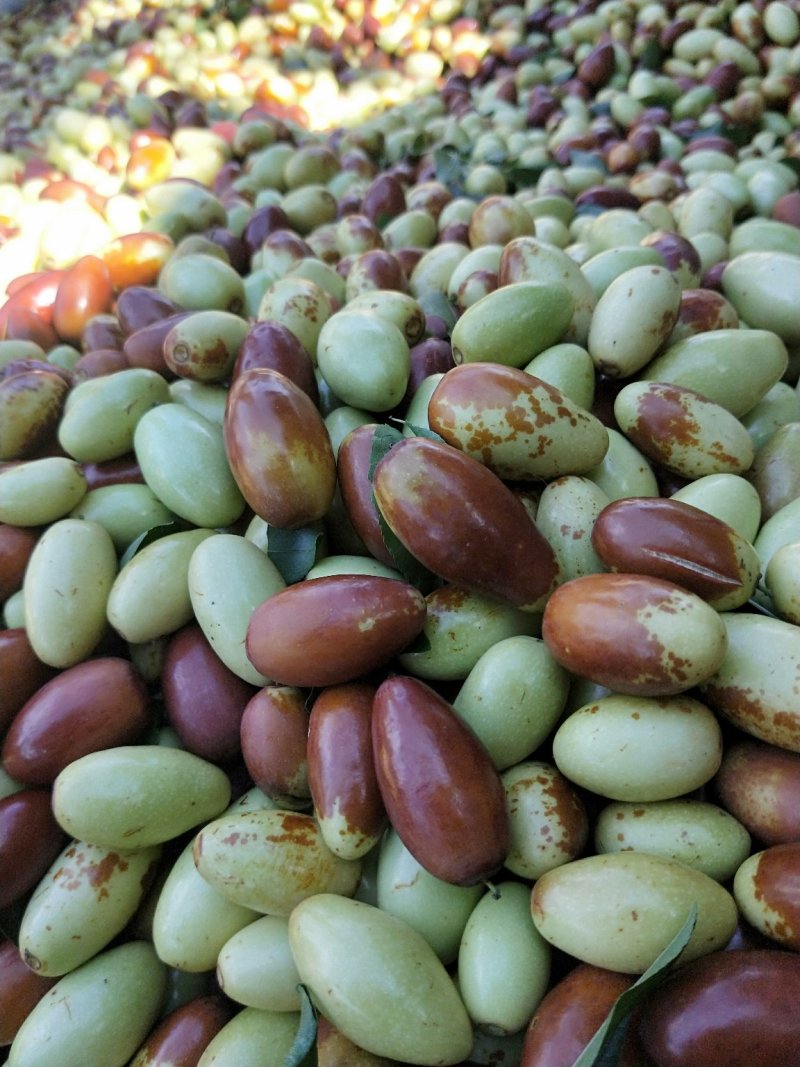 马牙枣