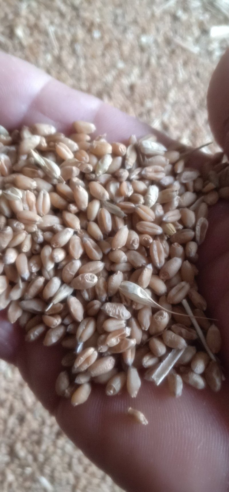 【精】小麦产地直销量大品质好常年供货