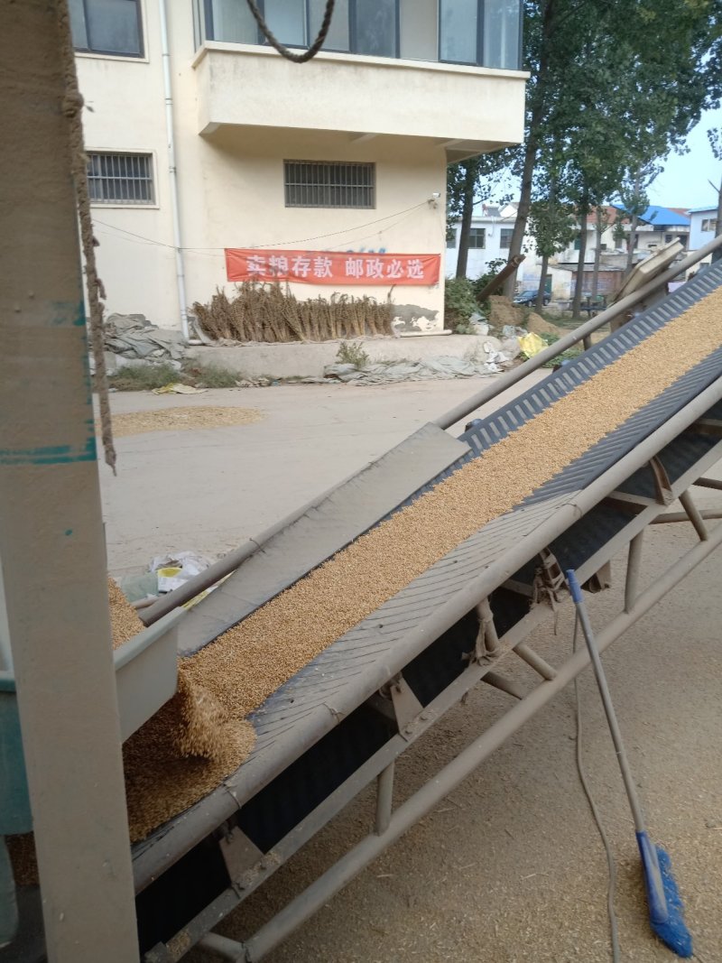 【精】小麦产地直销量大品质好常年供货