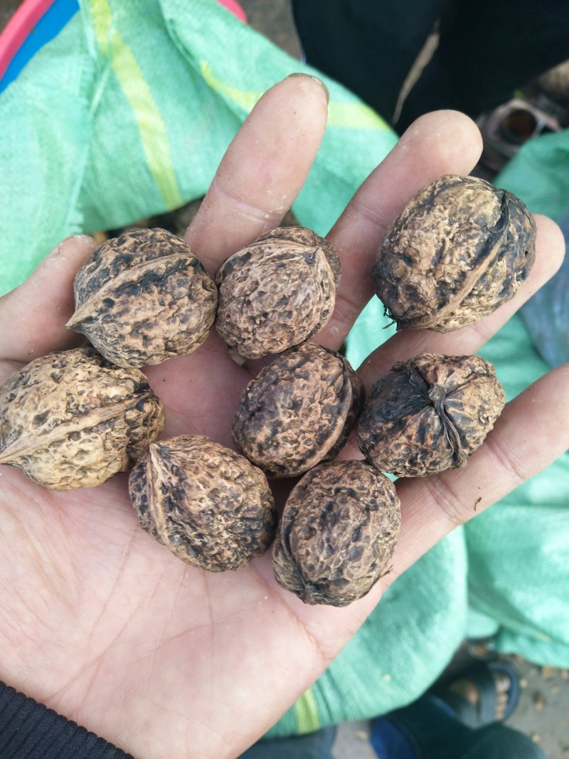 云南大理漾濞优质天然核桃