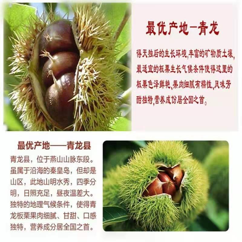 青龙板栗目前大降价了，10元上货