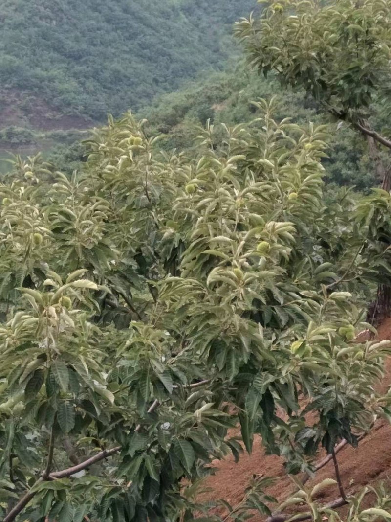 青龙板栗目前大降价了，10元上货