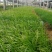 崂峪苔草，基地直发保证质量，量大优惠