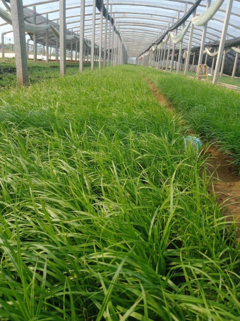 崂峪苔草，基地直发保证质量，量大优惠