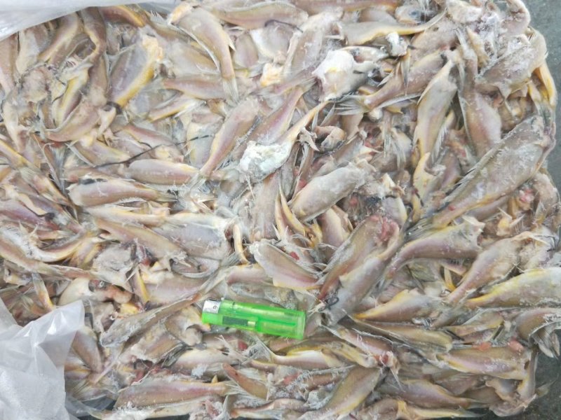 小黄花鱼两去食品厂罐头厂原料各规格