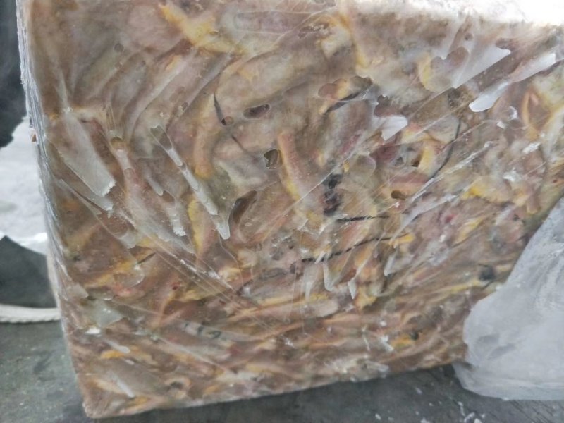 小黄花鱼两去食品厂罐头厂原料各规格