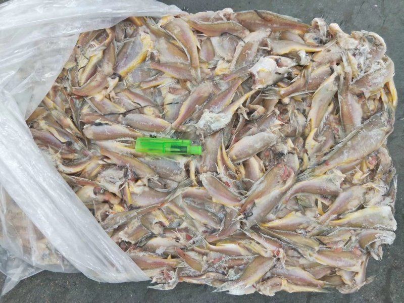 小黄花鱼两去食品厂罐头厂原料各规格
