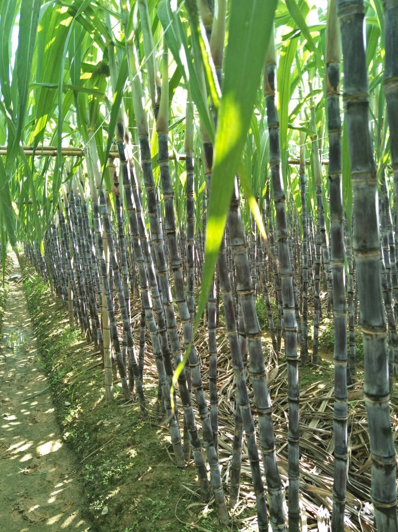 广东黑皮甘蔗已进入订购时期，欢迎新老客户前来订购