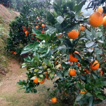 纽荷尔脐橙苗，明日见苗，甘平苗，红美人28号