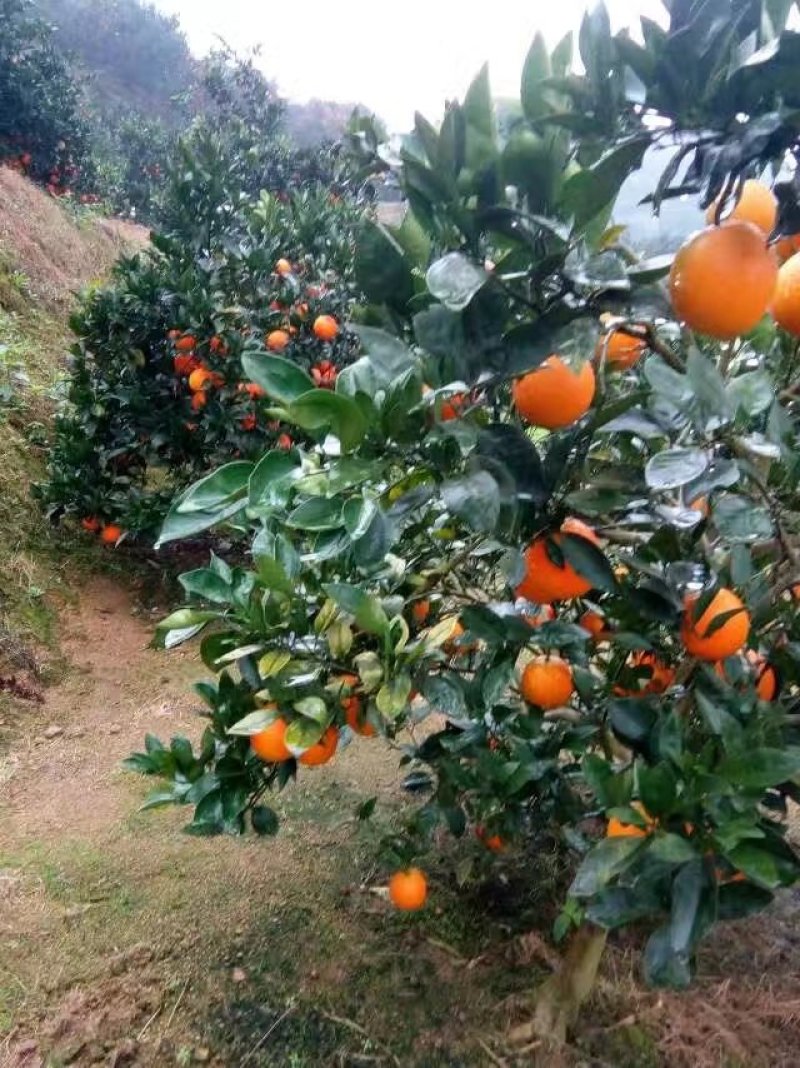纽荷尔脐橙苗，明日见苗，甘平苗，红美人28号