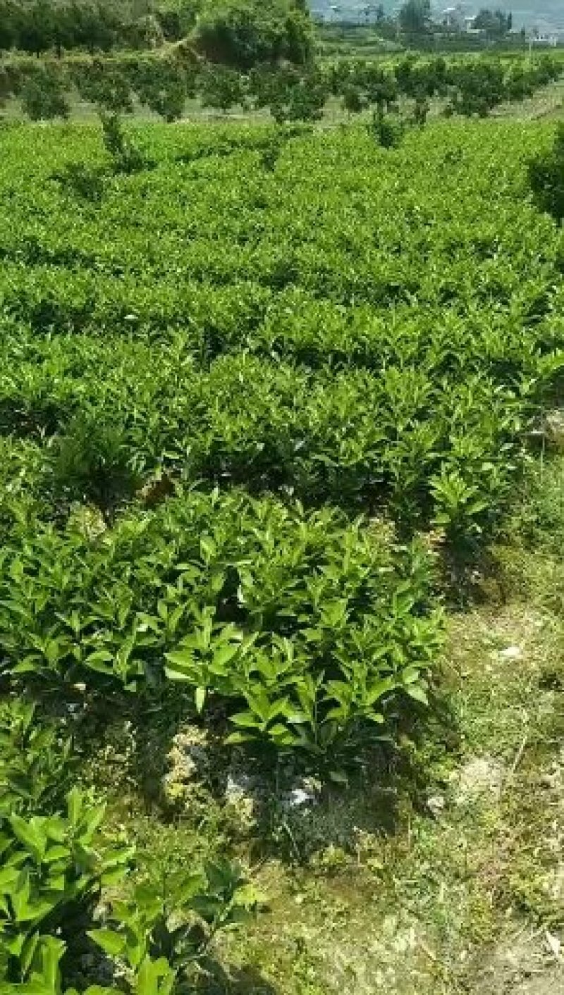 纽荷尔脐橙苗，明日见苗，甘平苗，红美人28号