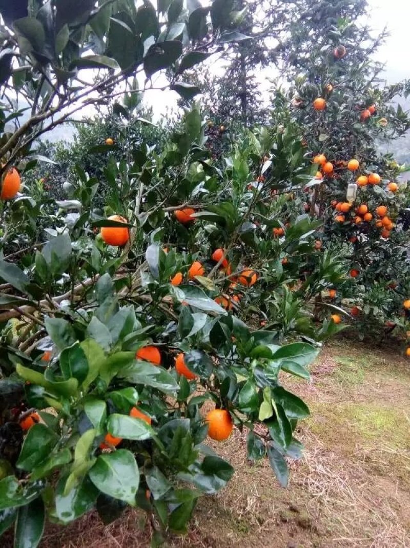 纽荷尔脐橙苗，明日见苗，甘平苗，红美人28号