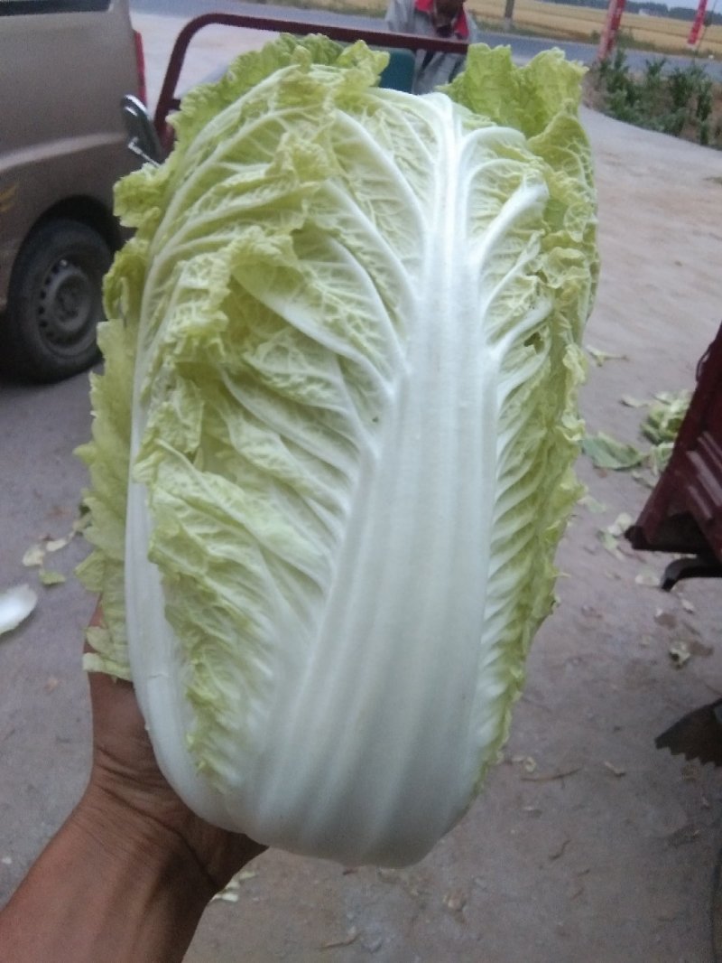 《推荐》河南开封夏阳白菜，一手货源，价格便宜，全国代发