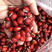 鄂西红豆种子，花梨木种子，鄂西红豆种子新货