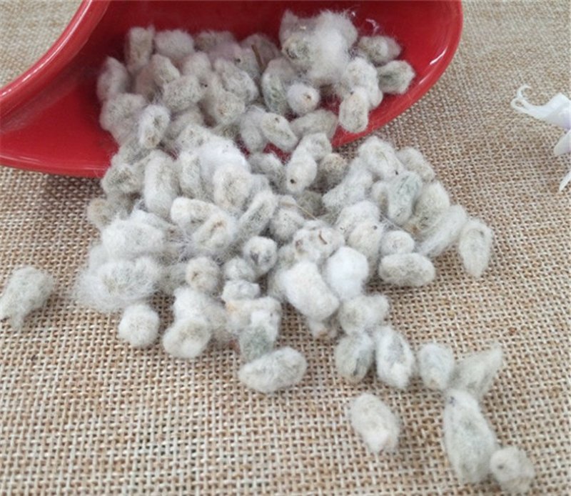 棉花籽批发零售中药材品质保证