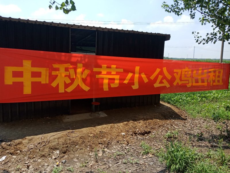 大红公鸡果树园散养