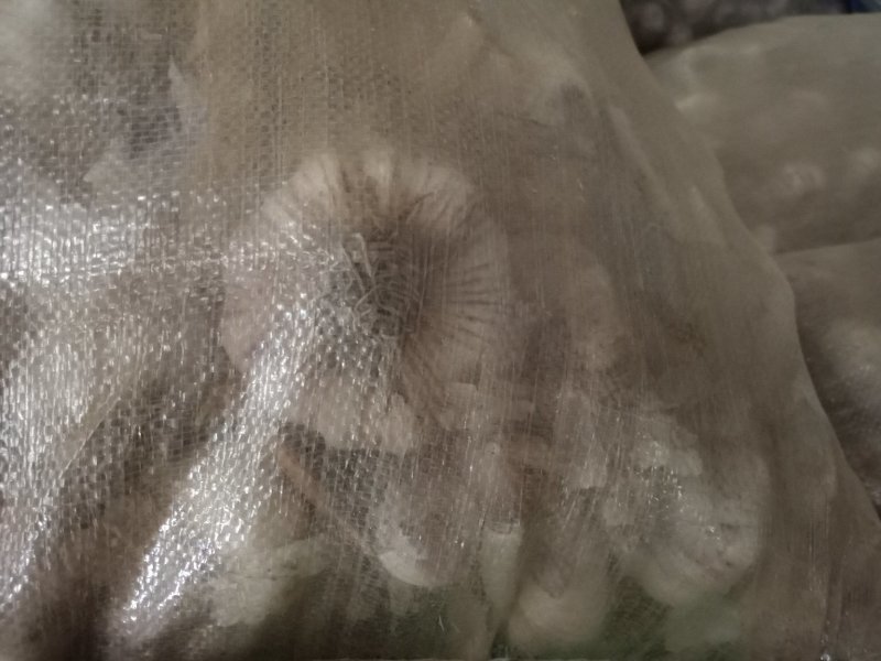 河北优质大蒜，蒜种