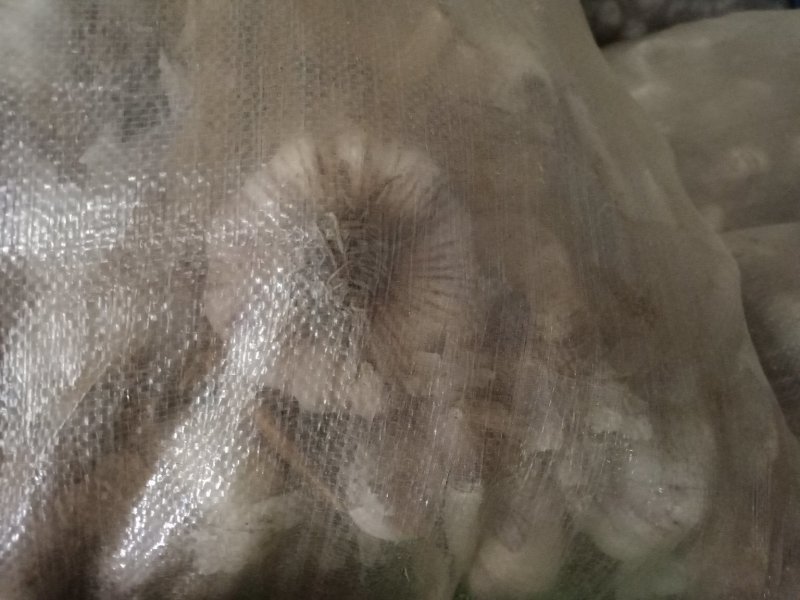 河北优质大蒜，蒜种