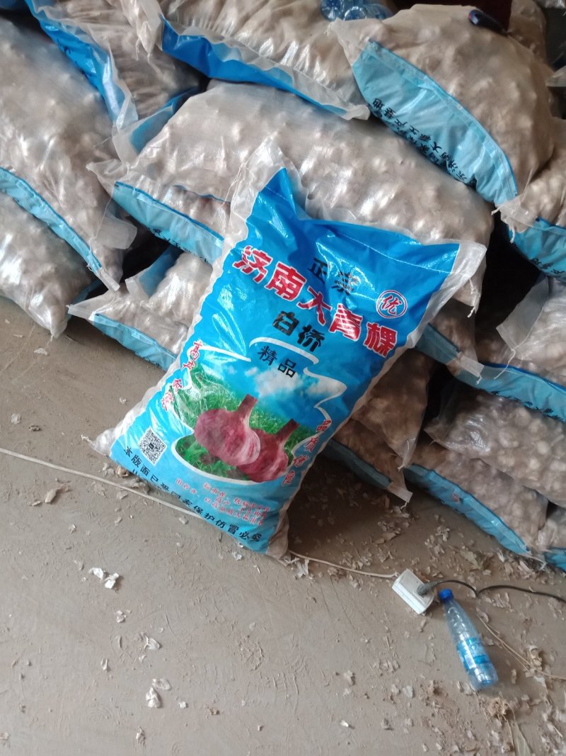 河北优质大蒜，蒜种