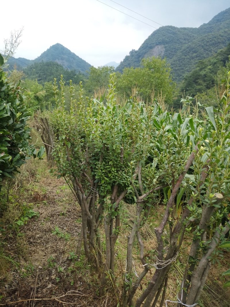 50公分高映山红下山桩