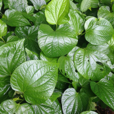蛤蒌苗假蒌草野生假蒟蒌叶苗青蒌荜拔苗