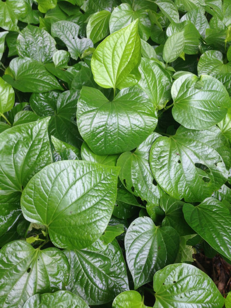 蛤蒌苗假蒌草野生假蒟蒌叶苗青蒌荜拔苗
