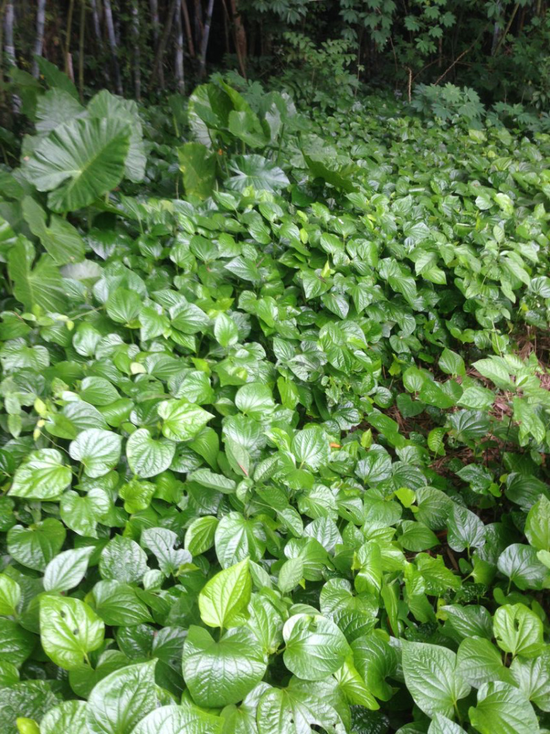 蛤蒌苗假蒌草野生假蒟蒌叶苗青蒌荜拔苗