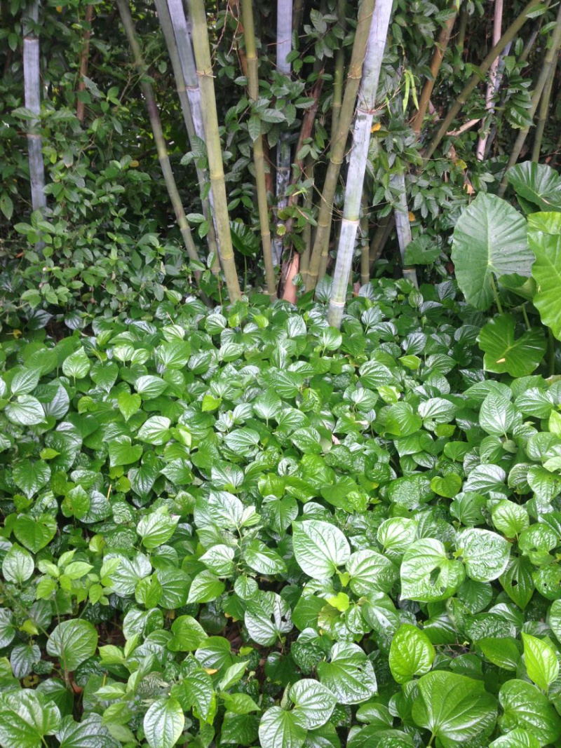 蛤蒌苗假蒌草野生假蒟蒌叶苗青蒌荜拔苗