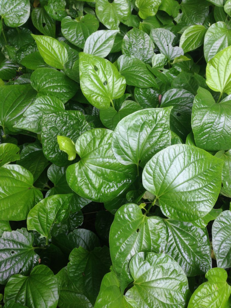 蛤蒌苗假蒌草野生假蒟蒌叶苗青蒌荜拔苗