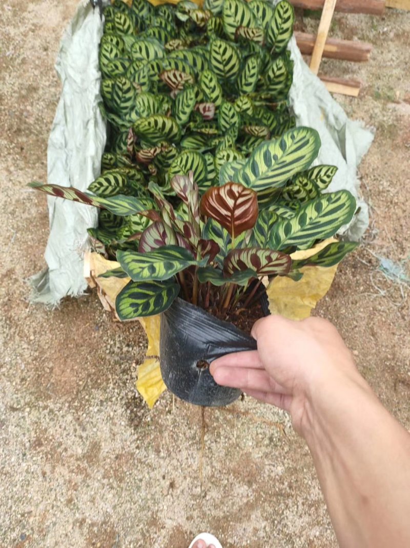 精品140营养杯孔雀竹芋靓货