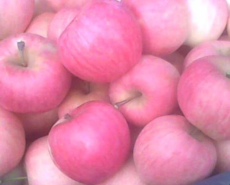 河南省三门峡花代花冠苹果大量上市有需要的老板联系