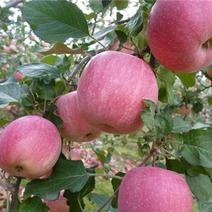 河南省三门峡花代花冠苹果大量上市有需要的老板