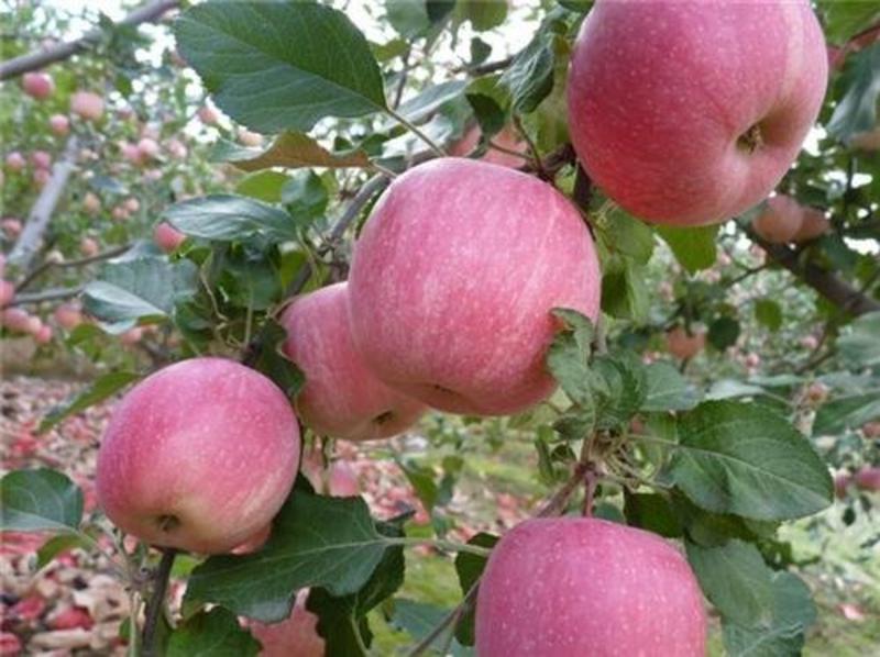 河南省三门峡花代花冠苹果大量上市有需要的老板联系