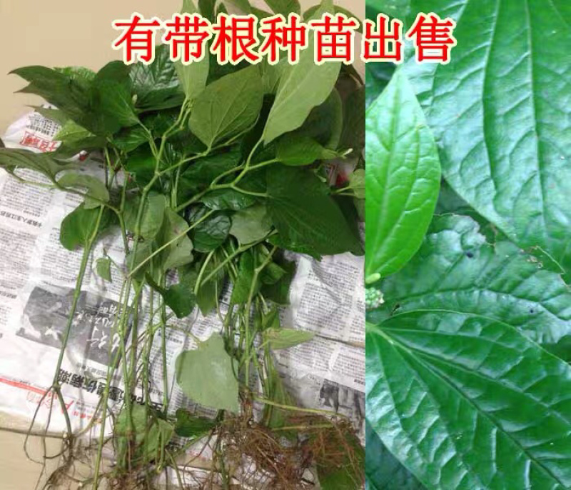 蛤蒌苗假蒌草野生假蒟蒌叶苗青蒌荜拔苗