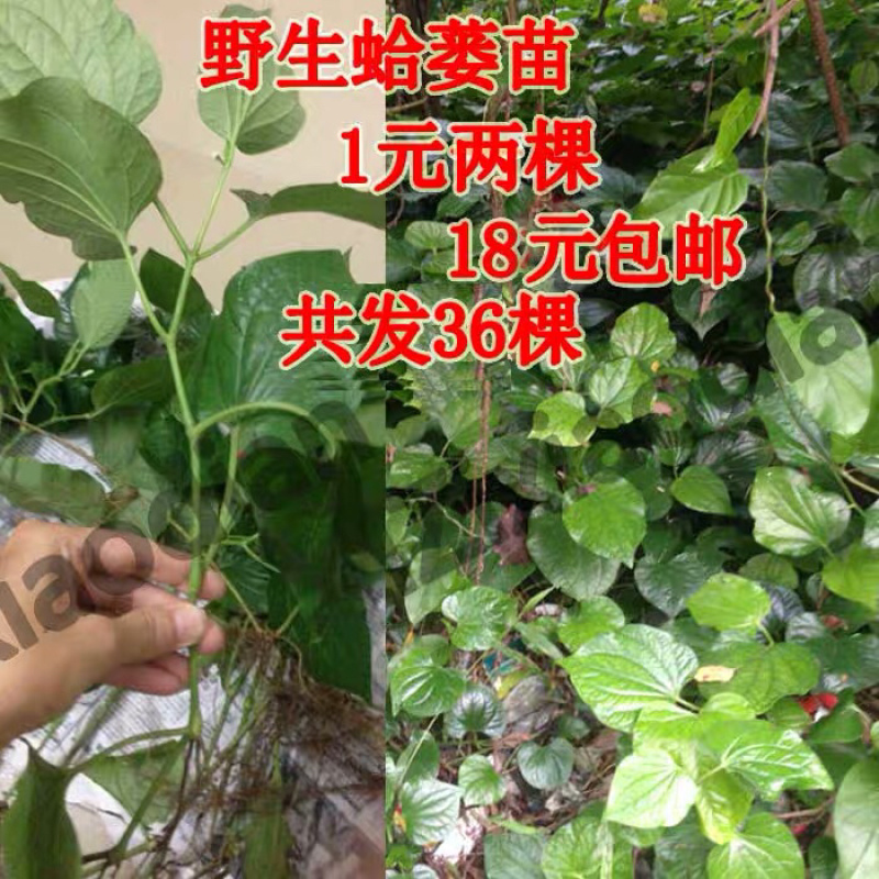 蛤蒌苗假蒌草野生假蒟蒌叶苗青蒌荜拔苗