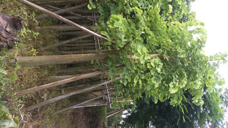 羊蹄甲朋友