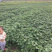 广东正宗吃叶薯苗叶用红薯苗福薯18号