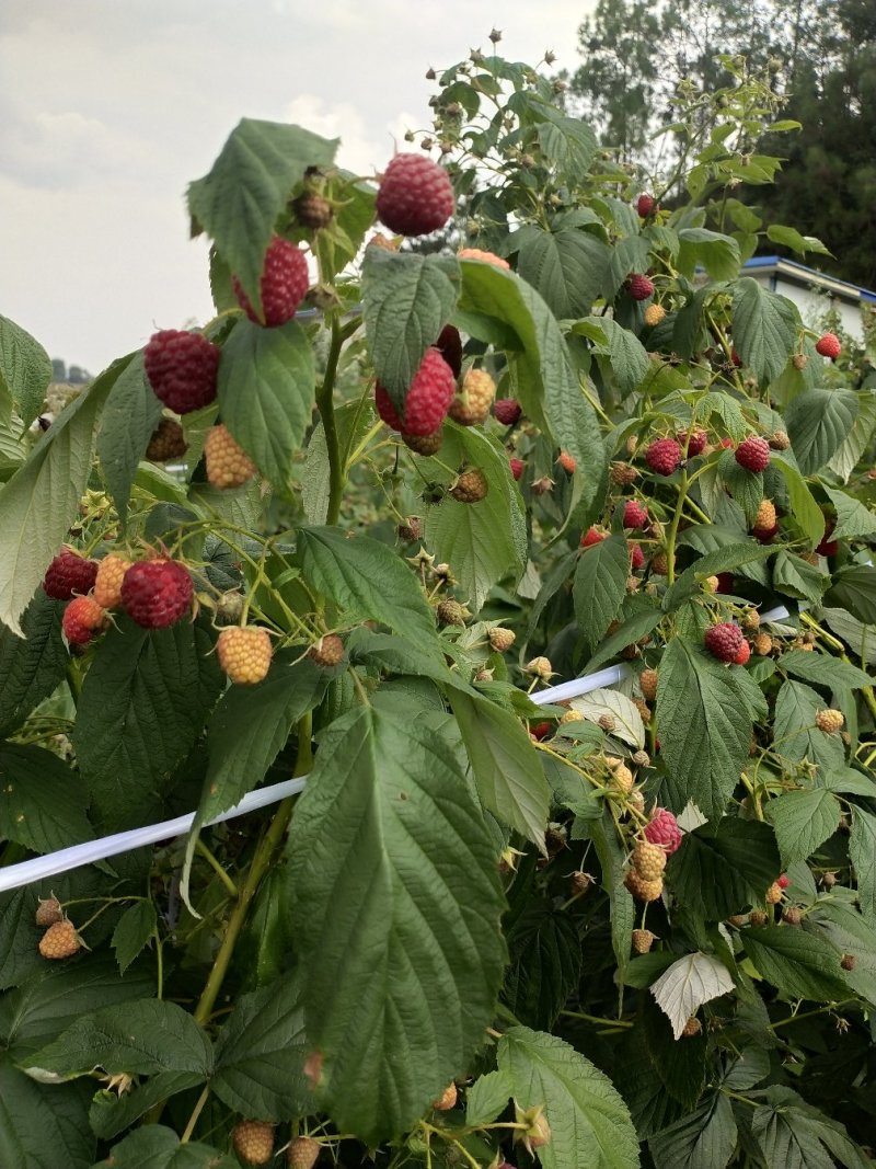 双季红树莓苗大果保证品种质量，包成活
