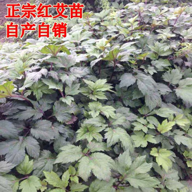 红艾苗珍珠花菜鸭脚艾甜菜种苗