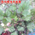 红艾苗珍珠花菜鸭脚艾甜菜种苗