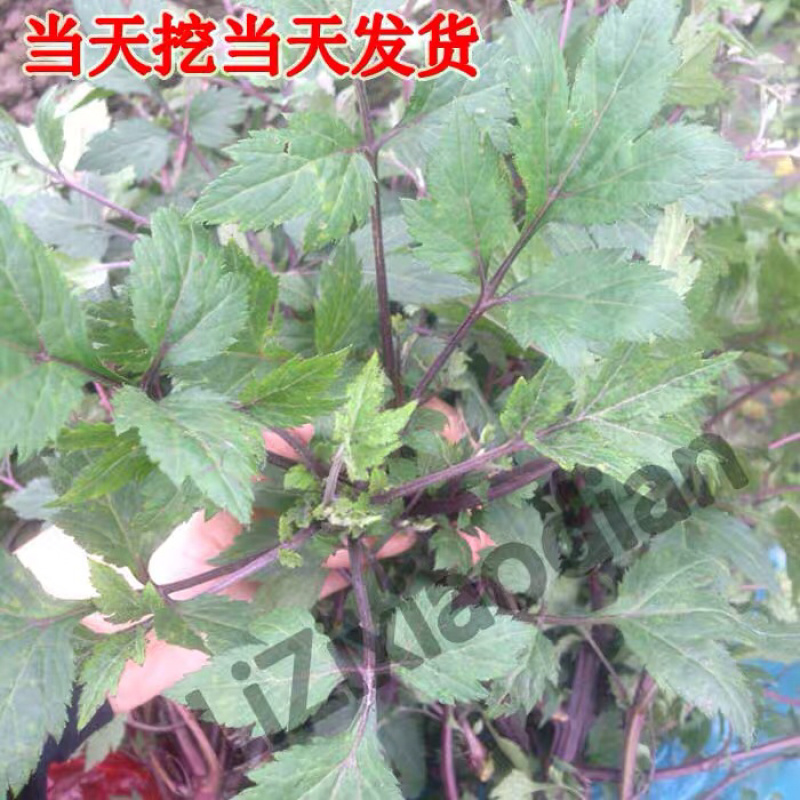 红艾苗珍珠花菜鸭脚艾甜菜种苗