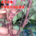红艾苗珍珠花菜鸭脚艾甜菜种苗