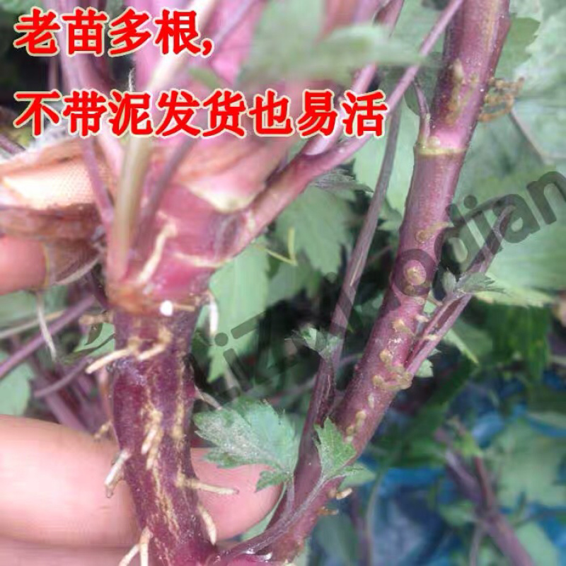 红艾苗珍珠花菜鸭脚艾甜菜种苗