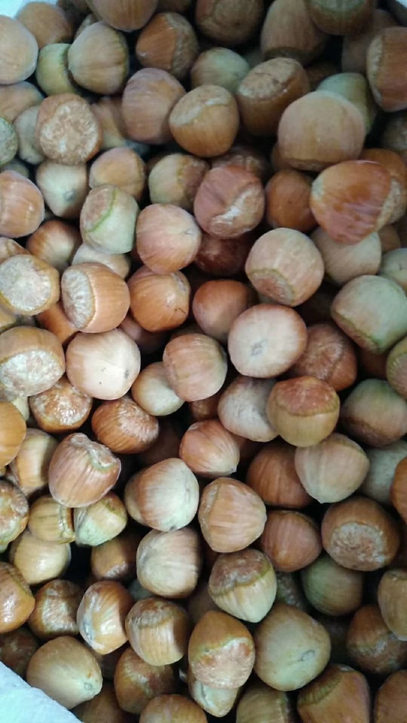 大榛子