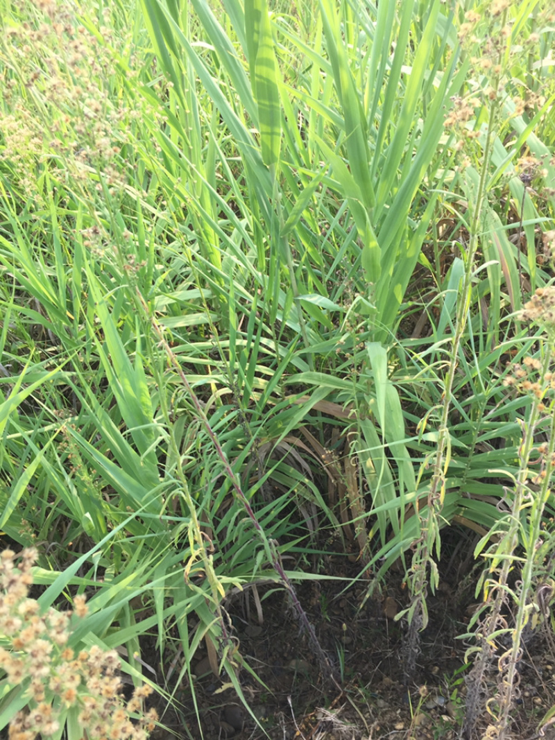 花叶芦竹