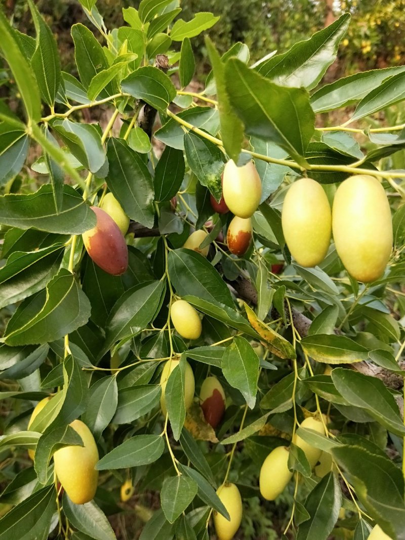 马牙枣